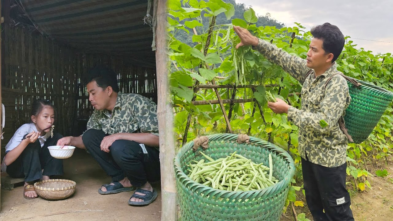 Dad picked green beans to sell to take care of Phuong Vy to overcome this difficult time.