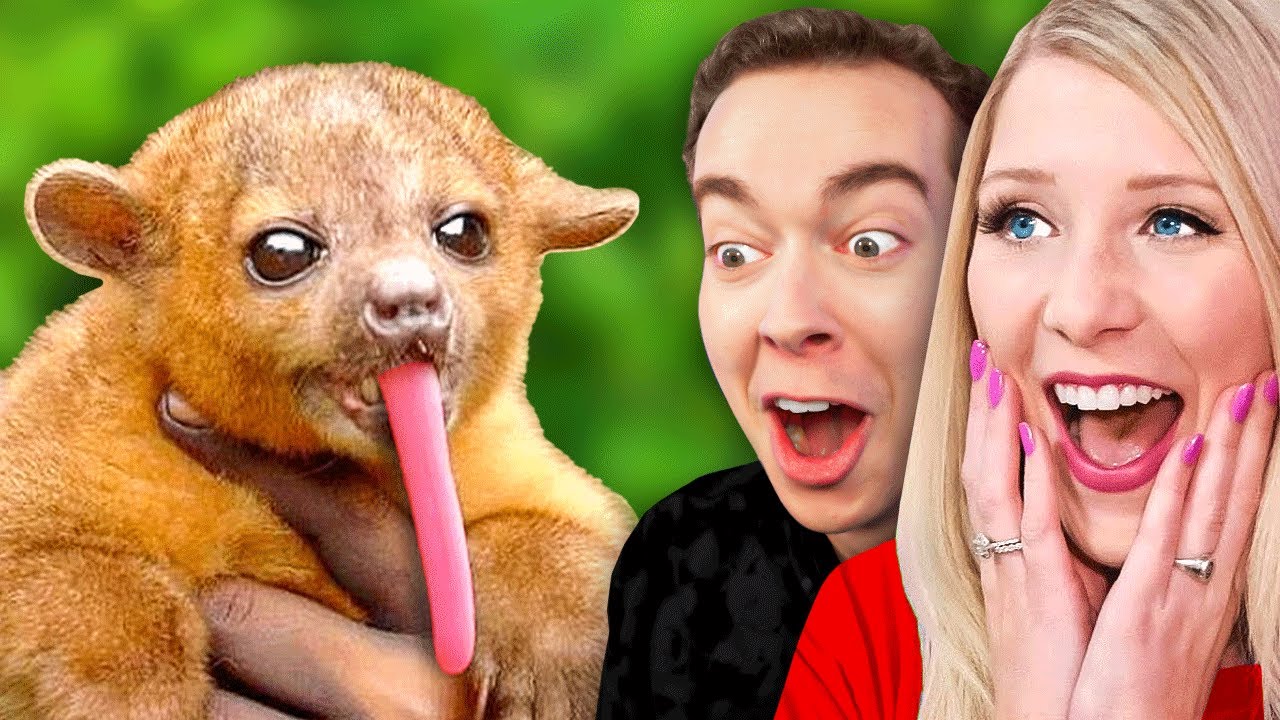 Surprising Brianna With the World's CUTEST Animals! #reacts #briannaplayz #prestonplayz