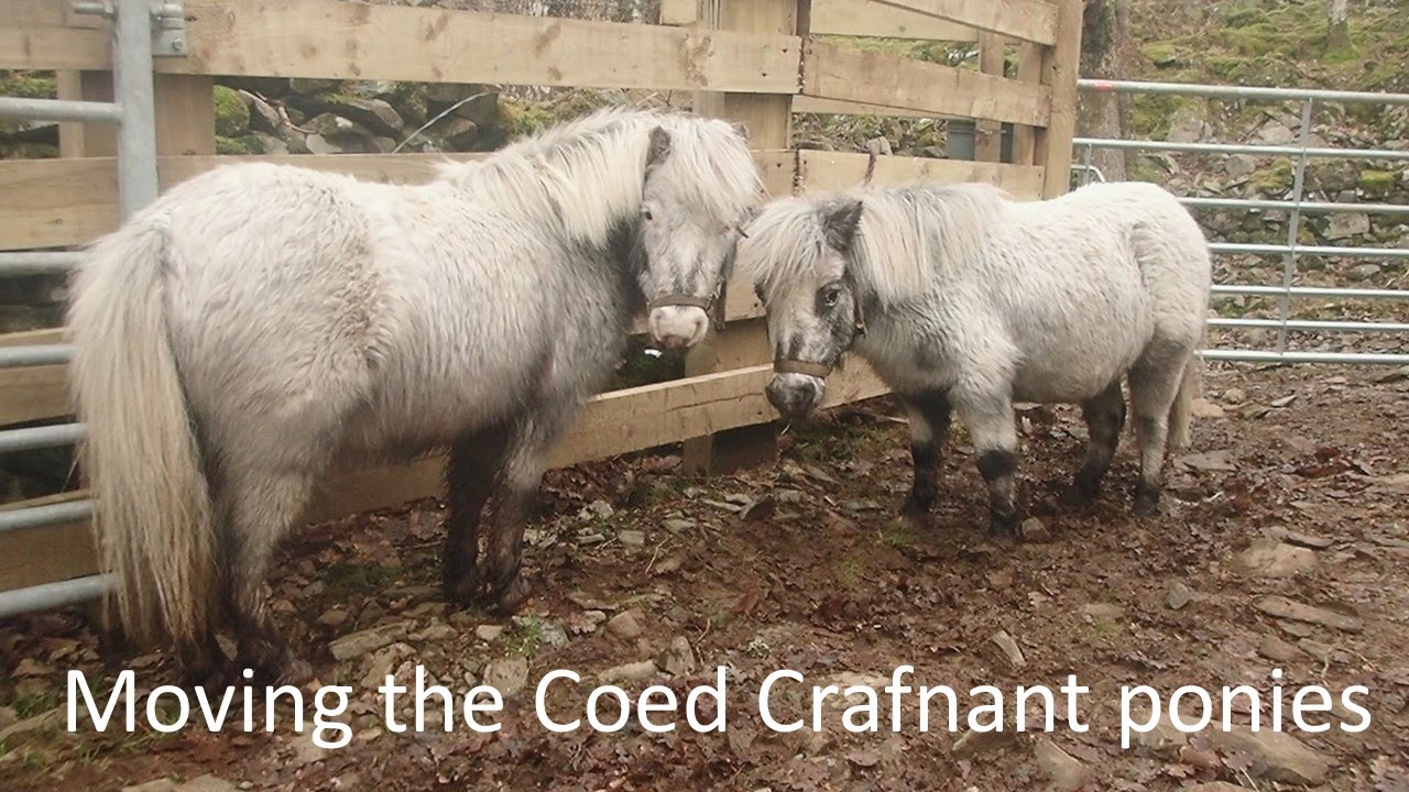 Exploring the treasures of the Celtic Rainforest whilst moving the Coed Crafnant ponies