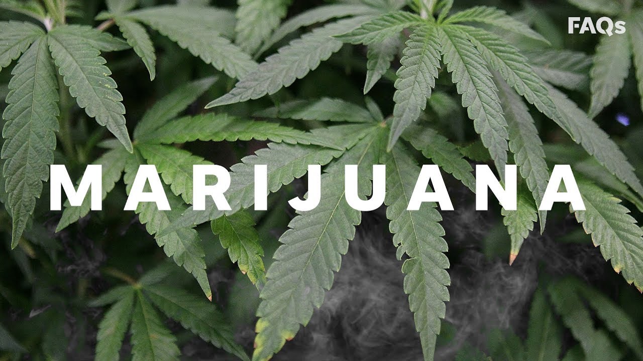 The surprising history of marijuana and why it&rsquo;s illegal