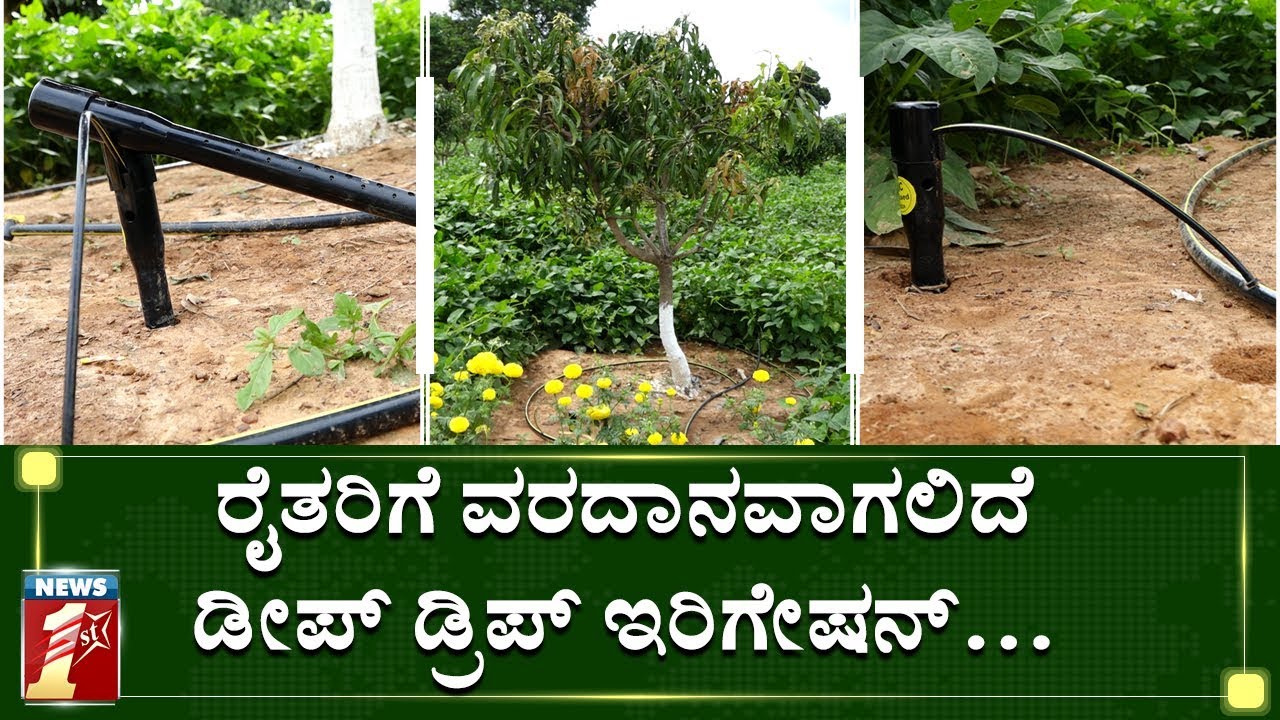 ಹನಿ ಆಯ್ತು..ತುಂತುರು ಆಯ್ತು..ಈಗ ಡೀಪ್​ ಡ್ರಿಪ್ ಇರಿಗೇಷನ್​..| Krishimela | NewsFirst Kannada