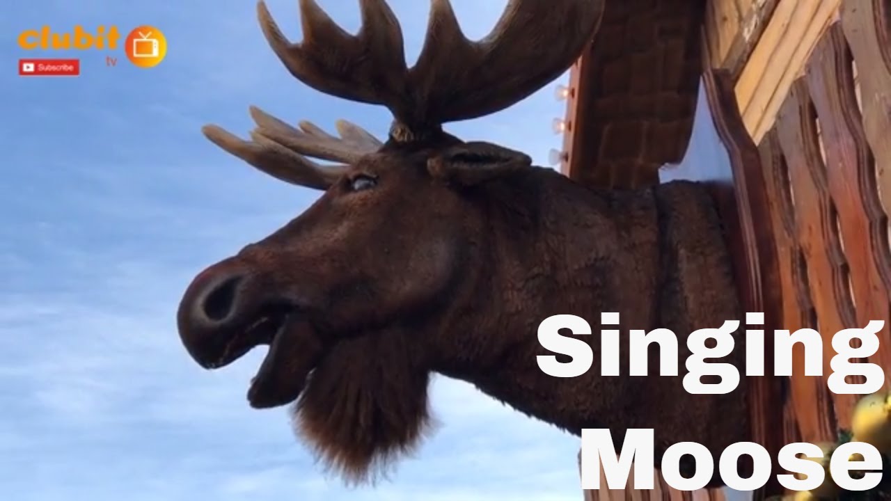 Moose Singing White Christmas in German Market