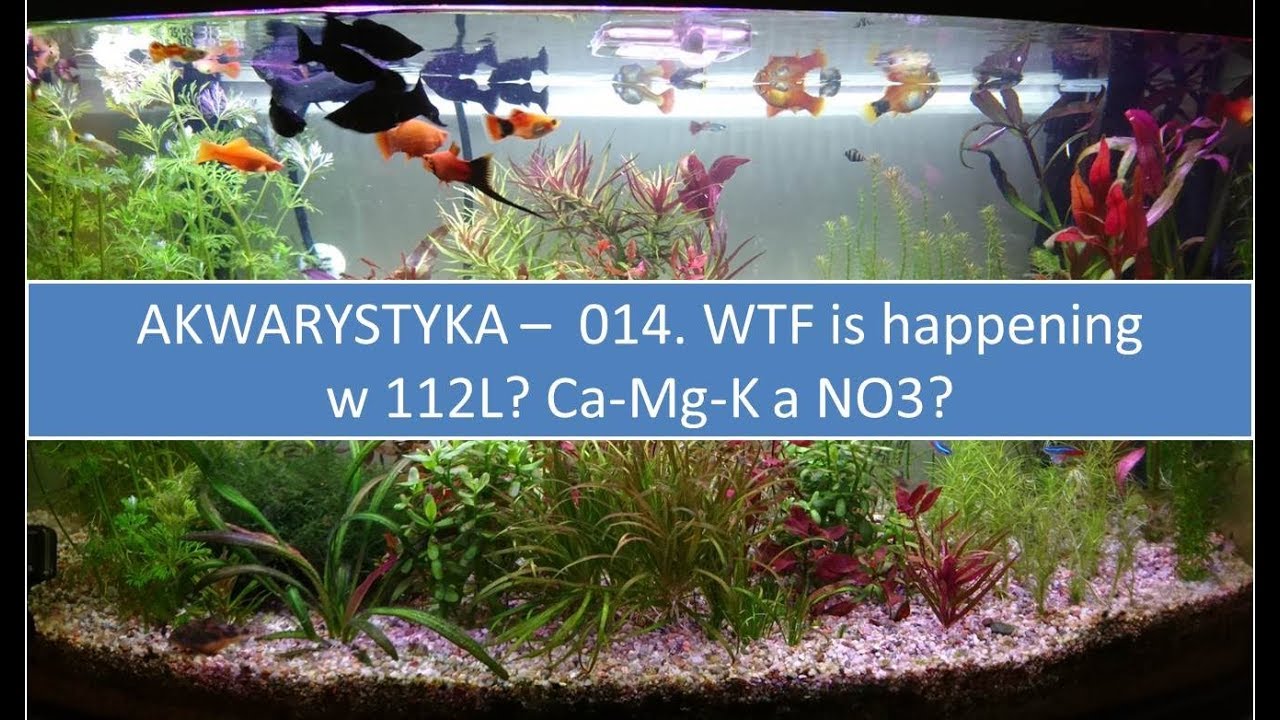 Akwarystyka – 014.  WTF się dzieje w 112L? Ca-Mg-K odblokowały wzrost roślin?