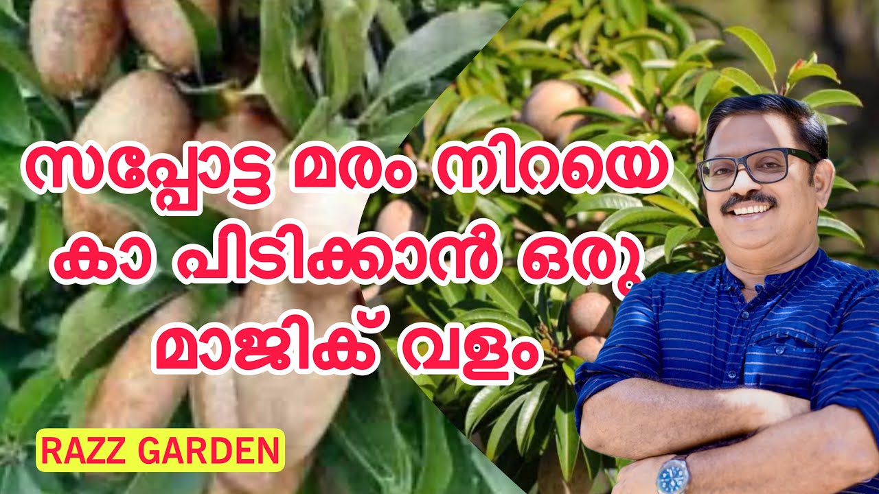 സപ്പോട്ടമരം പൂവ്കൊഴിച്ചിലുംകരിച്ചിലും ഒഴിവാക്കാൻ ഒരുസൂപ്പർ വളം തയ്യാറാക്കാം MAGIC MANURE FOR SAPOTA 