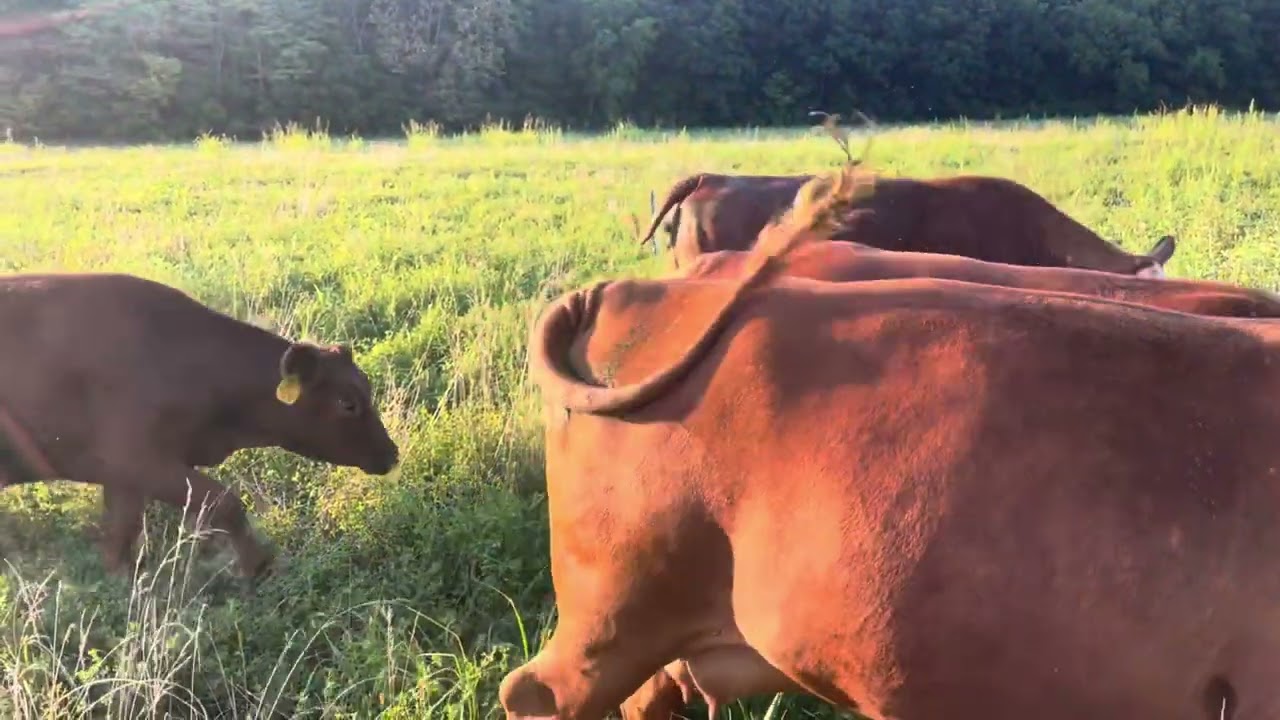 GranMan rotating the herd down lane for fresh grass daily.. 20250805