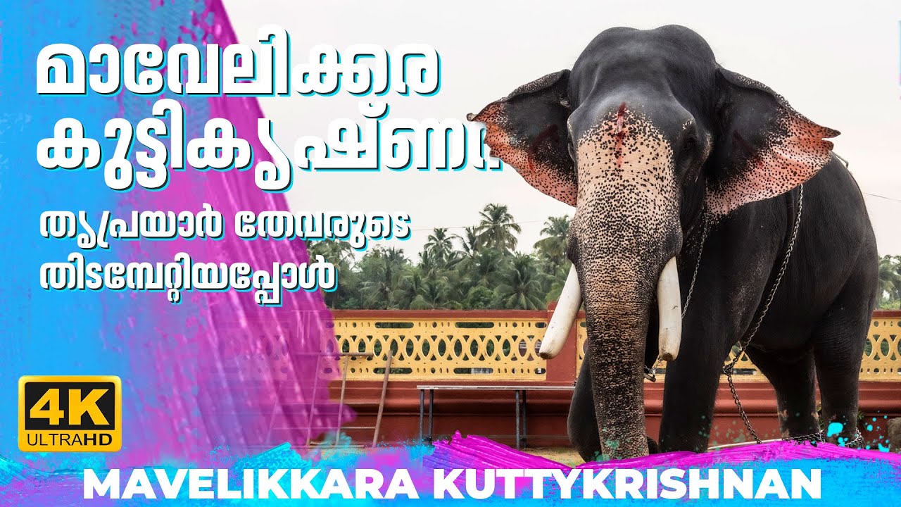 മാവേലിക്കര കുട്ടികൃഷ്ണൻ തൃപ്രയാർ തേവരുടെ തിടമ്പേറ്റിയപ്പോൾ🔥😍🐘MAVELIKKARA KUTTIKRISHNAN | 4K