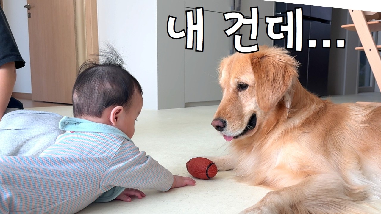 강아지의 장난감을 노리는 작은 손