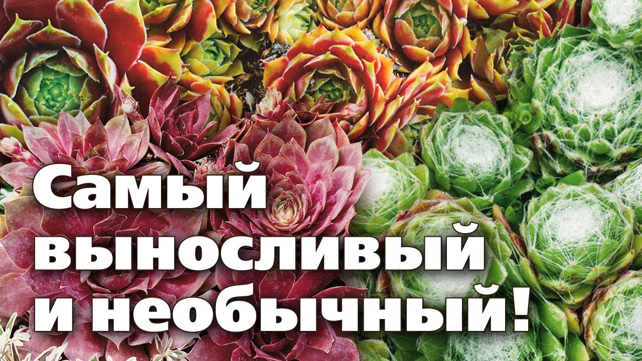 Каменная роза или Молодило. Оригинальный и очень неприхотливый цветок