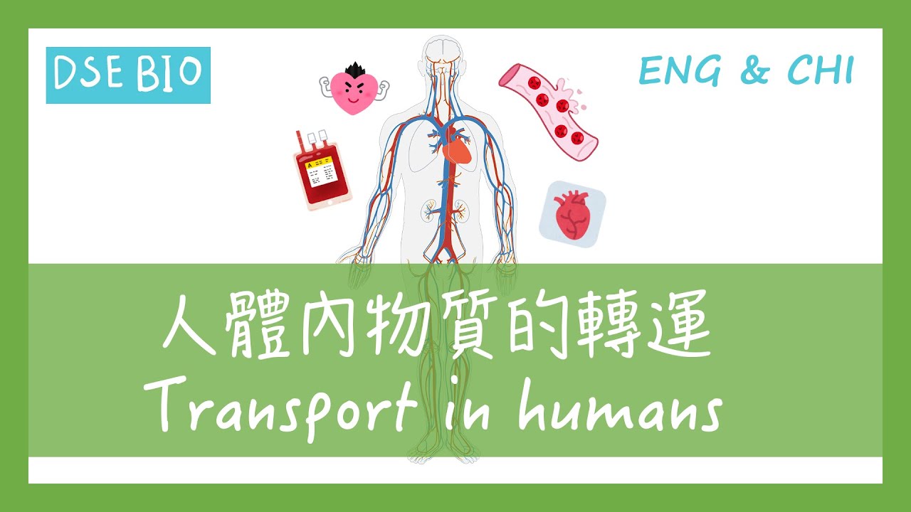 [DSE BIO - 課文重點] 30分鐘講完【人體內物質的轉運 Transport in humans】！