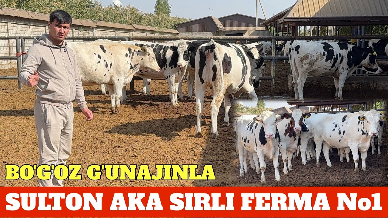 SULTON AKA SIRLI FERMA 81 TA G'UNAJINLA BO'G'OZ KOTTA PARTIYA XATONI QILMANG AMAL QILING🤲✅