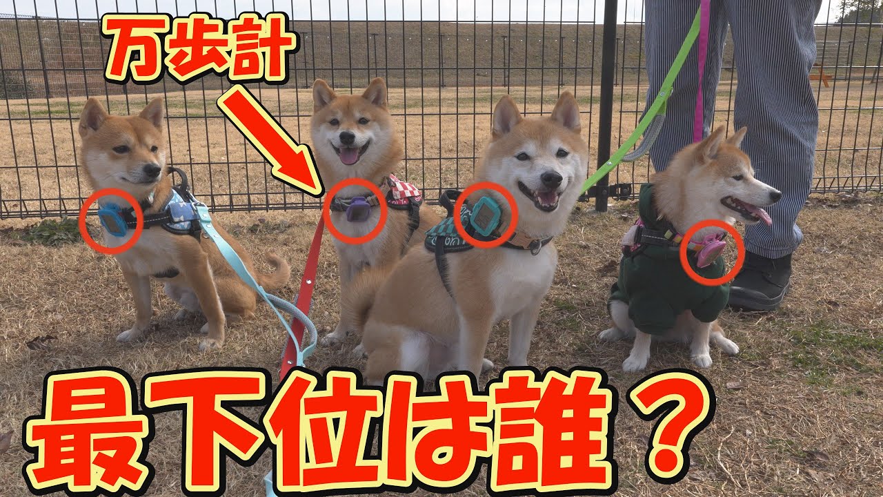 痩せる気になった「省エネ系柴犬」は、ドッグランでの歩数で兄妹柴犬に勝つことができるのだろうか？