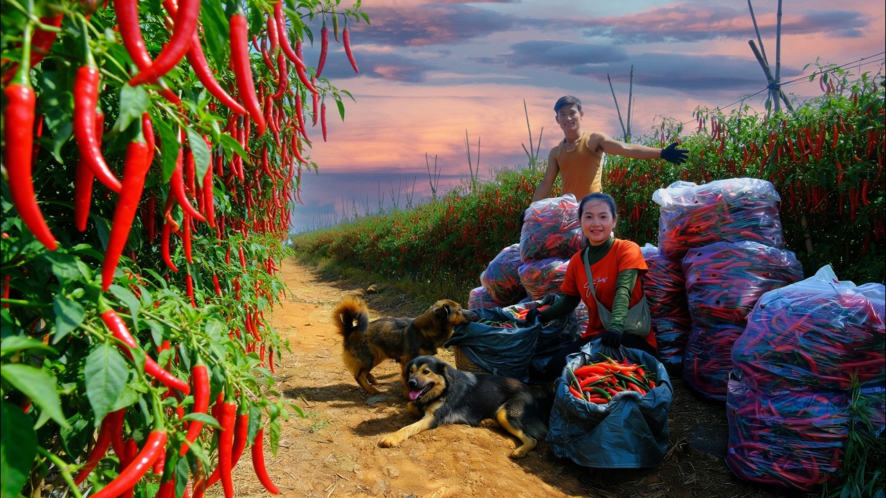 Harvest Horn Peppers With My Brother To Sell At The Market – Farm Life: Cook, Garden, Animal Care