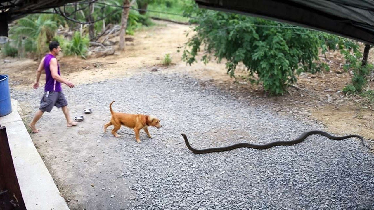 70 Animales Héroes Que Salvaron Vidas Humanas