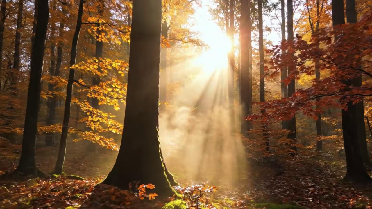 Relaxing Piano & Violin Music 🍁 Autumn Ambience for Stress Relief for Anxiety Relief