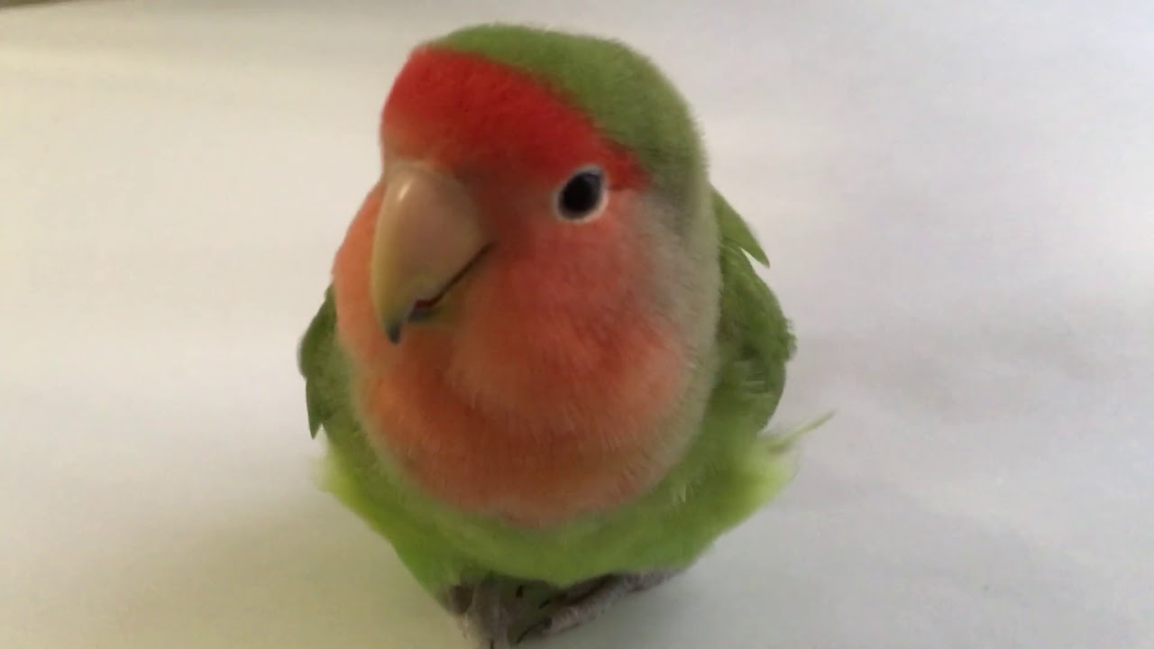 Female peachfaced lovebird chirping