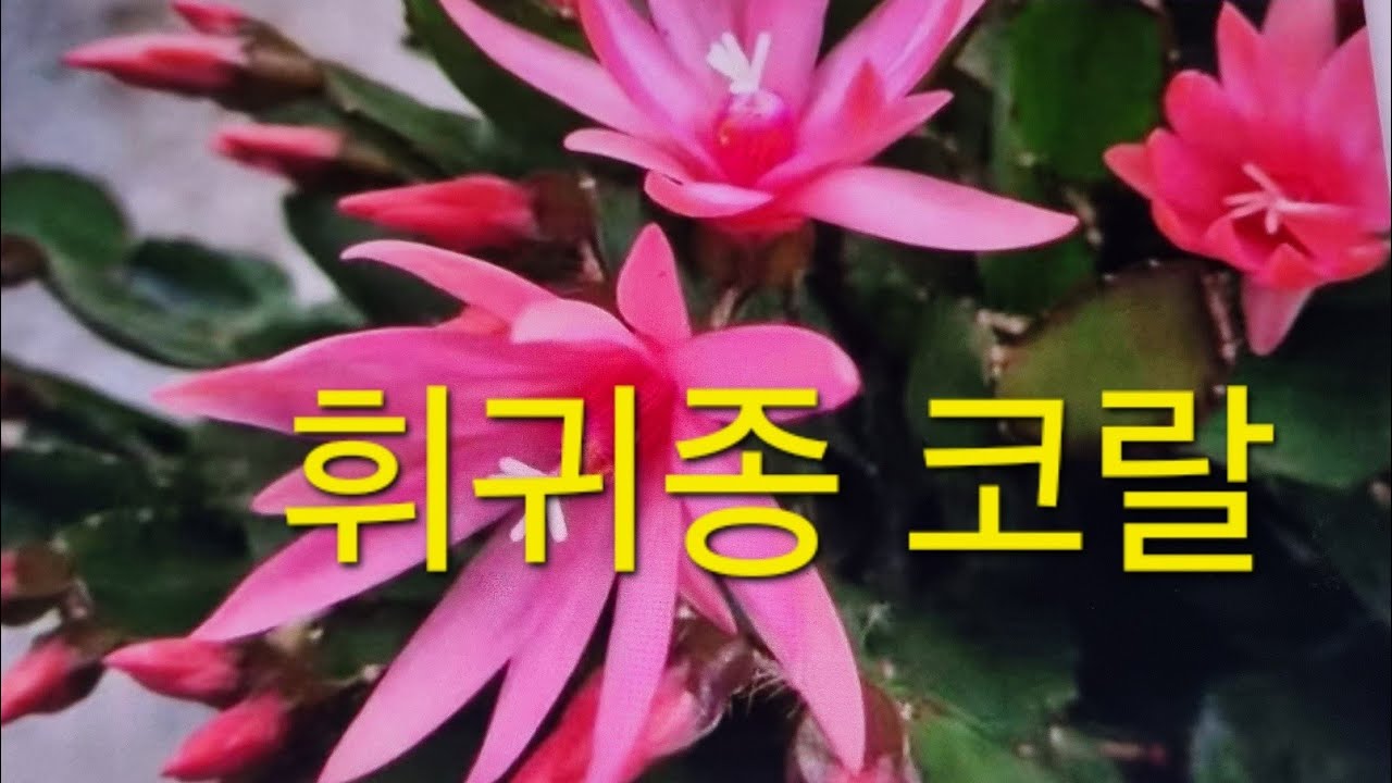 가재발선인장(게발선인장)봄꽃       흰꽃 휘귀종 이쁘게 펴줄까요.