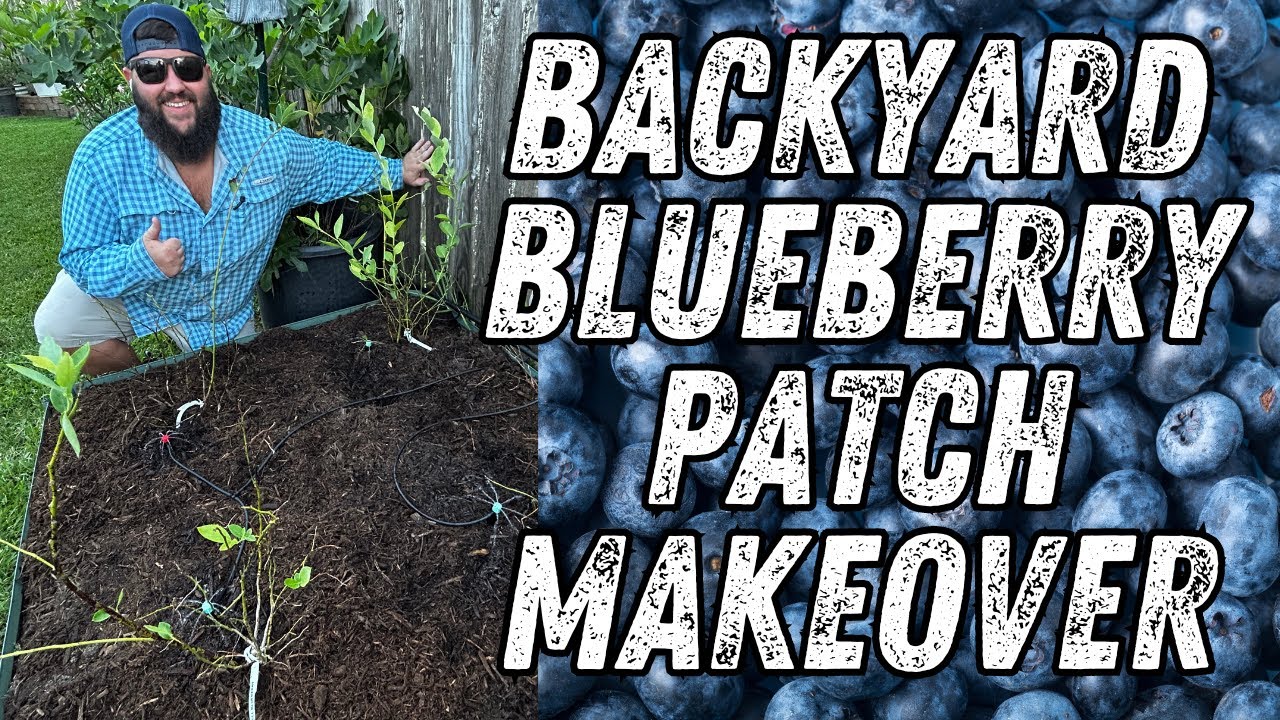Rejuvenating My Backyard Blueberry Patch! | Growing Blueberries in a Subdivision!