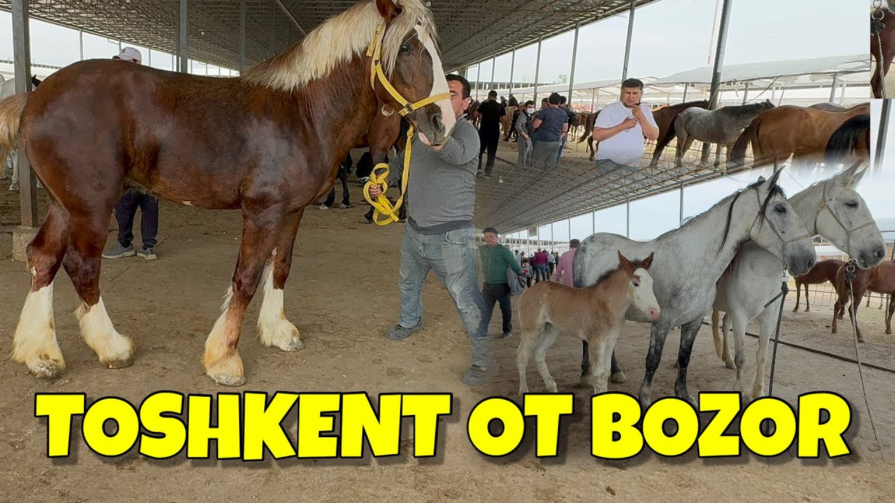 UZB TOSHKENT SHO‘RO OT BOZOR! CHEMPION BIYA ONA BOLA OTLAR TOYLAR NARXLARI BILAN TANISHING.