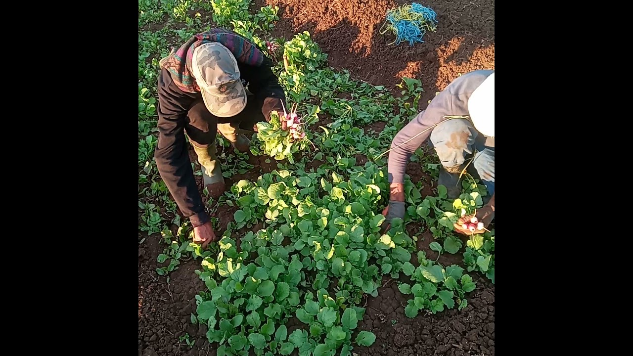 كيفية زراعة  الفجل و الشمندر الأحمر(الباربا) و الخرشف (القنارية )- معلومات فلاحية حصريه Maroc المغرب