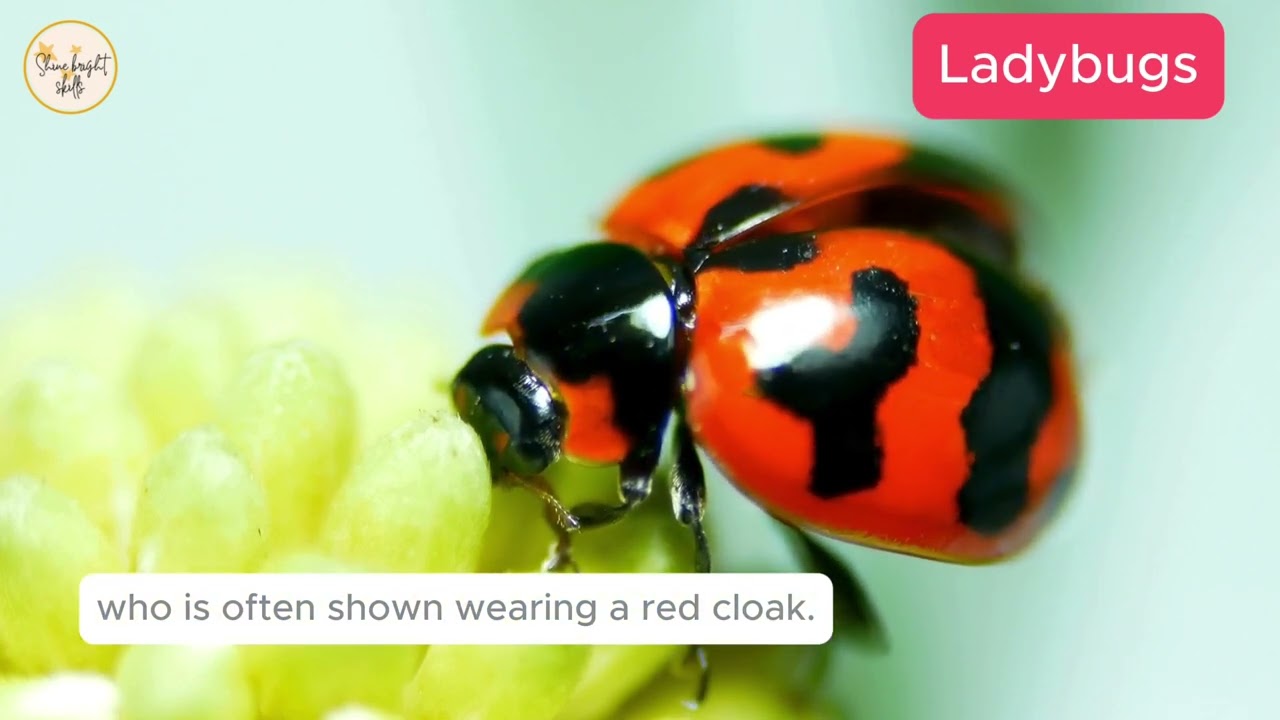 🐞 Amazing Ladybugs! | Nature’s Tiny Pest Control Experts 🌿
