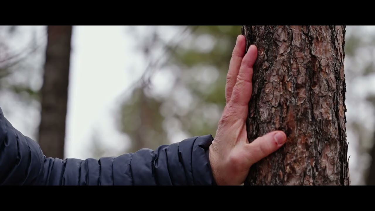 How to Survive Tree Skiing - It Matters What You Focus On
