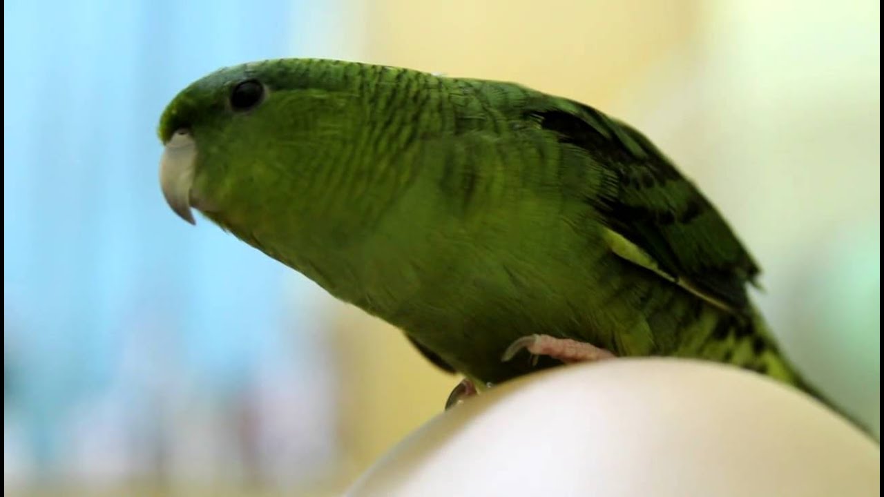 Lineolated Parakeet