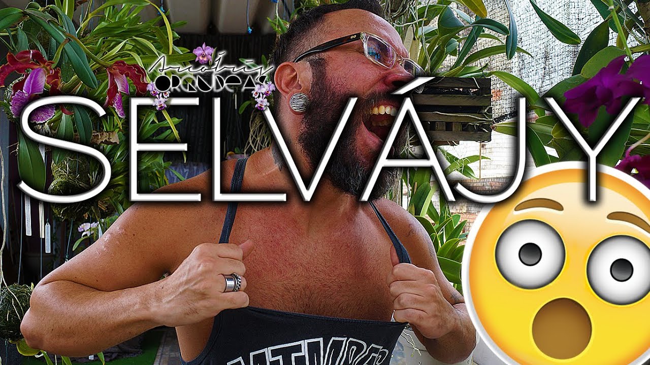 🌿🏳‍🌈💚 SELVAGEM!!! Arranquei a cattleya do tronco... AONDE BOTEI?!