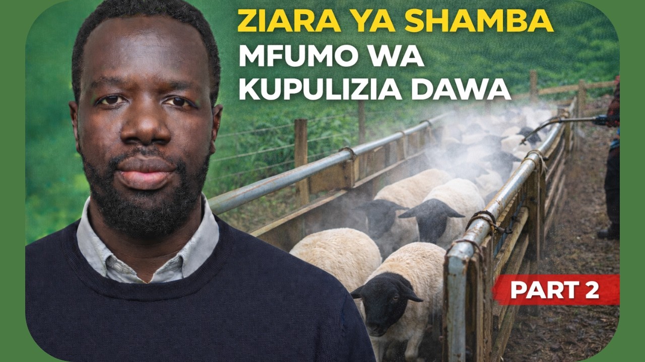 Ufugaji wa Kondoo wa Dorper | Mfumo wa Kupulizia Dawa na Mpangilio (Ziara ya Shamba Sehemu ya 2)