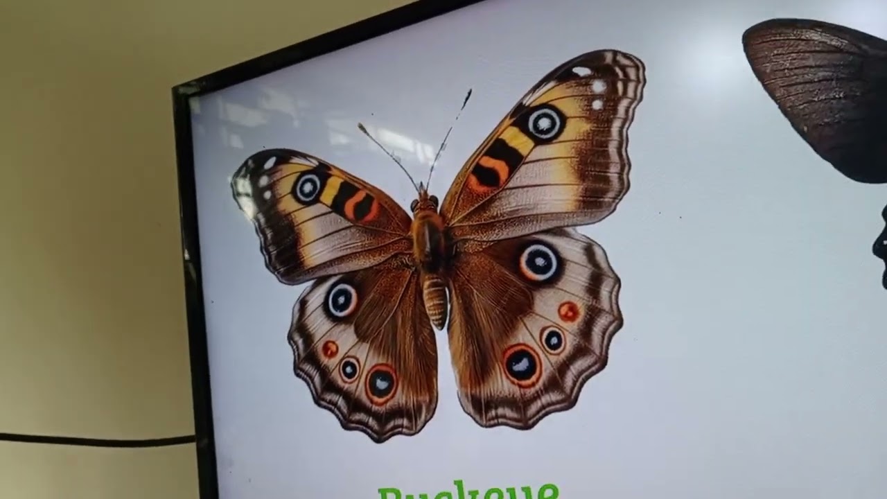 beautiful butterfly name🦋🦋🦋🦋
