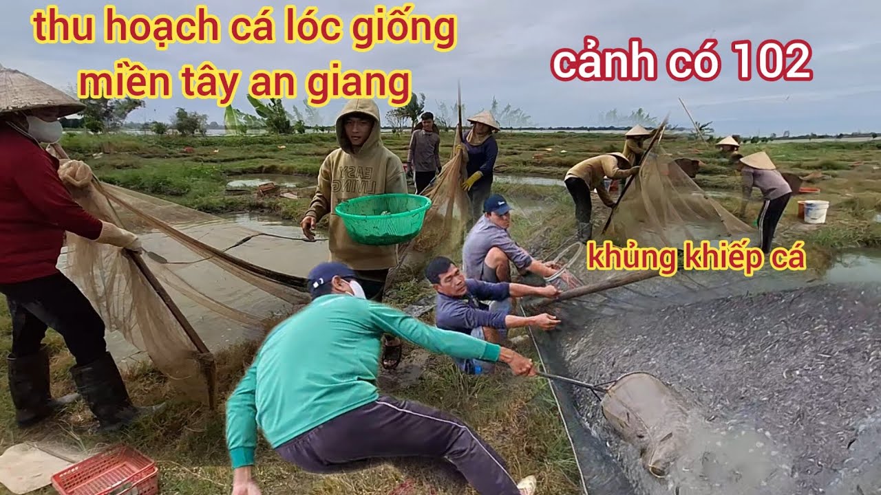Bà con.Thu hoạch.cá lóc giống.có 102.chỉ ở.miền tây.an giang 