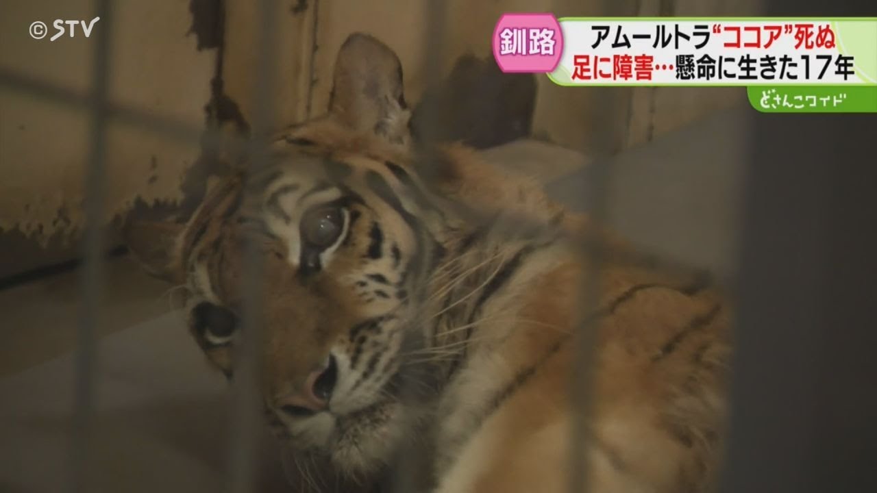 足に障害…懸命に生き17年　アムールトラ「ココア」死ぬ　ファンが別れ惜しむ　釧路市動物園
