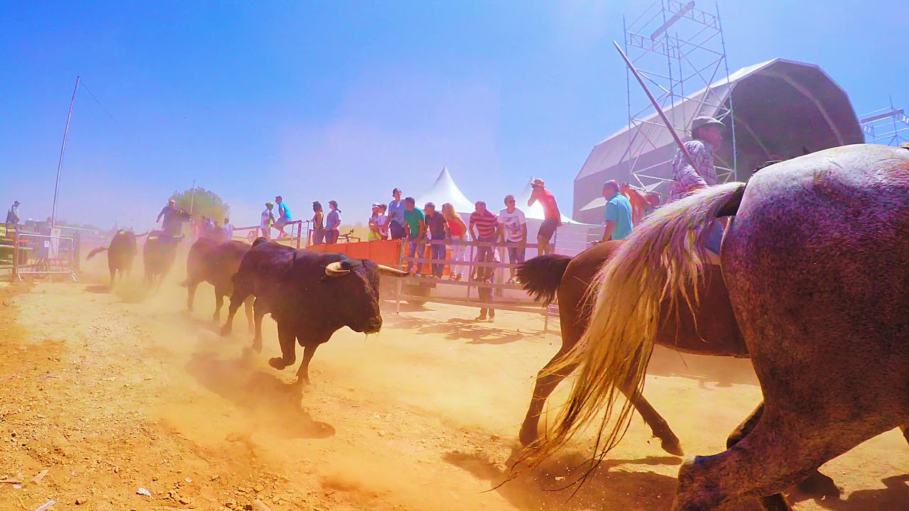 Encerro da Feira do Touro e do Cavalo 2019