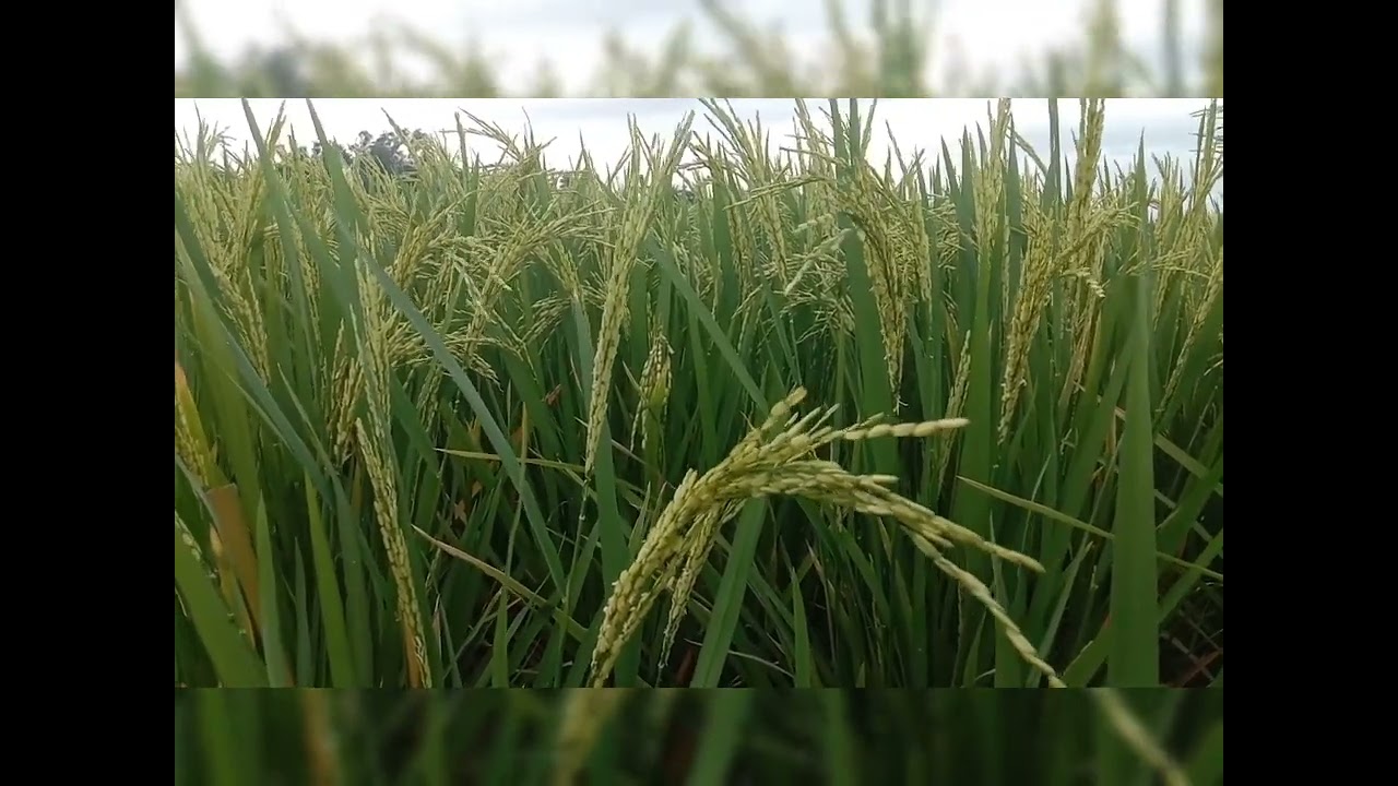 #irrigation#visiting#hybridrice_s6003#syngenta-81 days