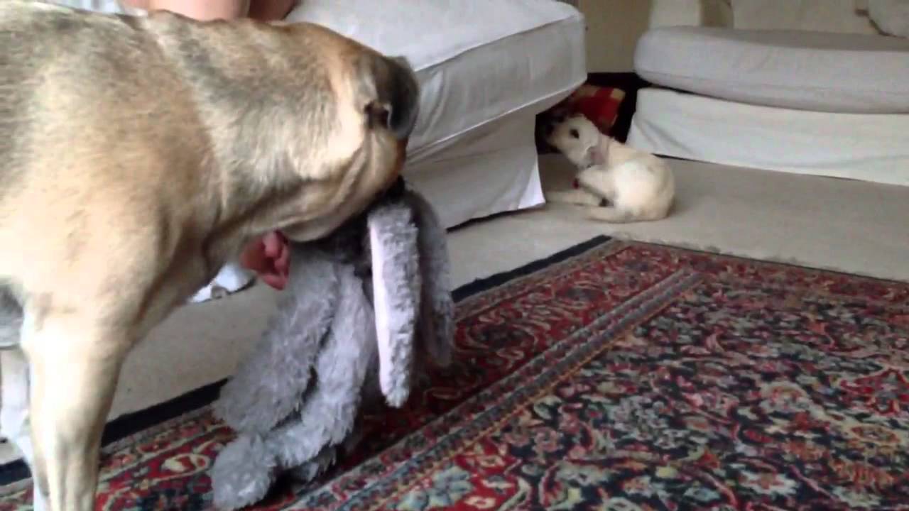 What's it like owning a Jug Dog?