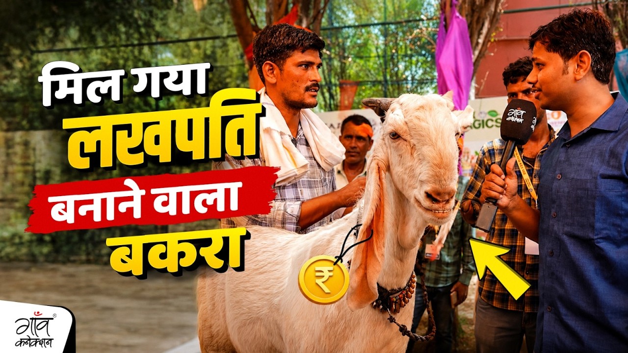 Have you ever seen a 500,000 rupee goat? Meet Yuvraj! | Small livestock conclave 2026 |