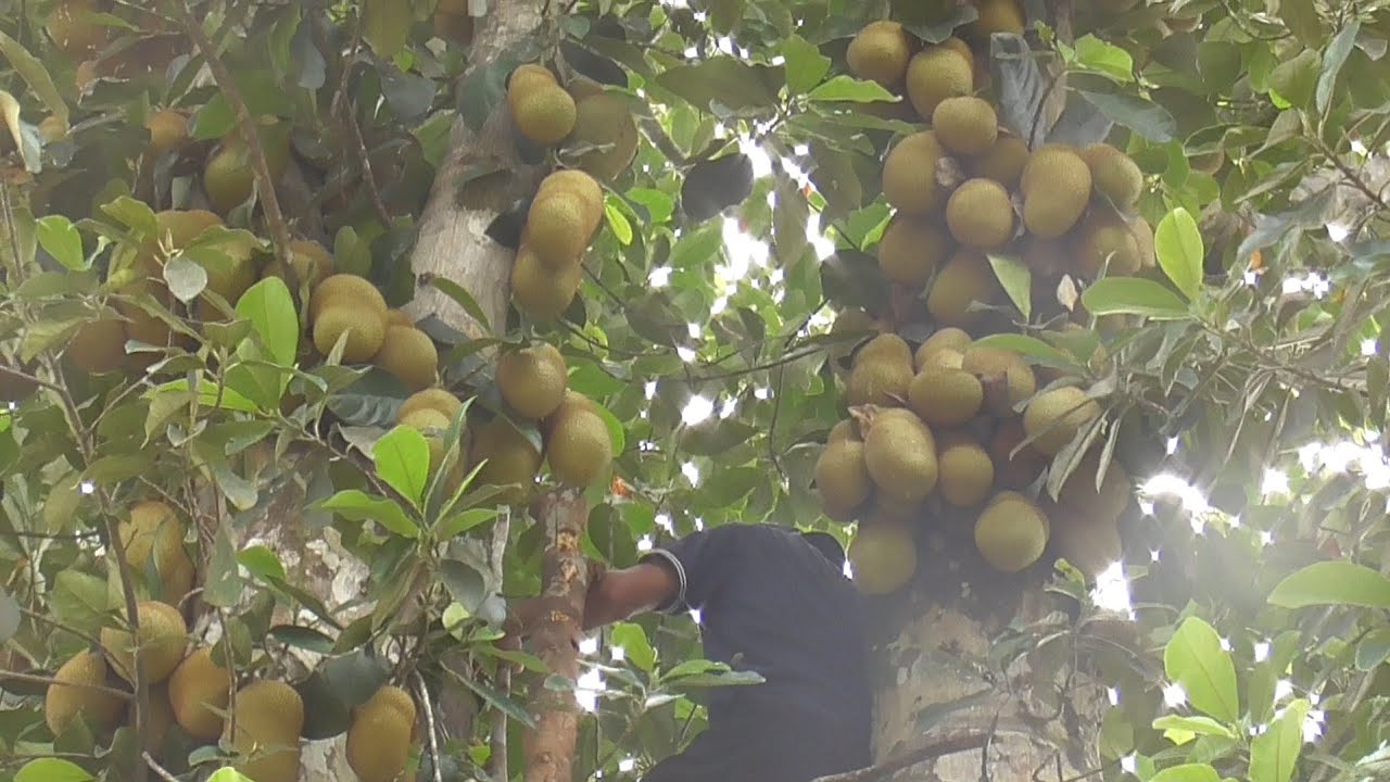 MENGAMBIL BUAH CEMPEDAK DIKEBUN!!
