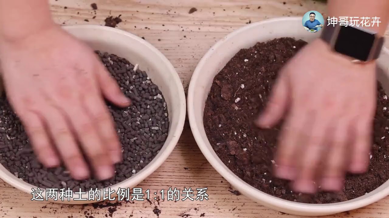 种风信子保活的秘籍，就是那一哆嗦【坤哥玩花卉】