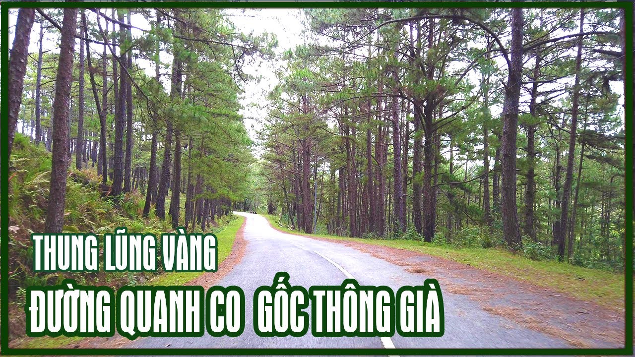 Con đường tuyệt đẹp rợp bóng thông già, khu du lịch Thung Lũng Vàng ''ảm đạm'' vắng bóng du khách