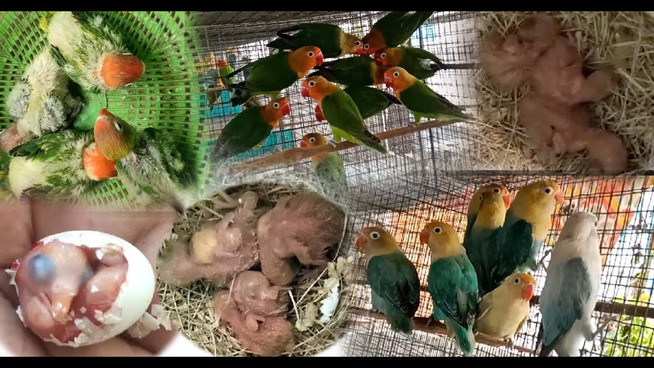 Great discussion about high mutation lovebirds chicks with Sumit da (Kolkata Lovebirds)
