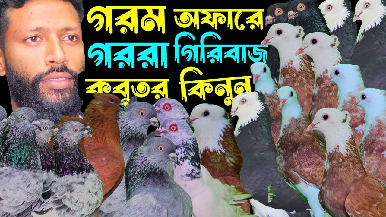 তুফান অফারে বুদাপেস্ট,গররা,কালদম,রেসার হাইফ্লায়ার গিরিবাজ কবুতর কিনুন | বাকবাকুম পায়রা | Pigeon |