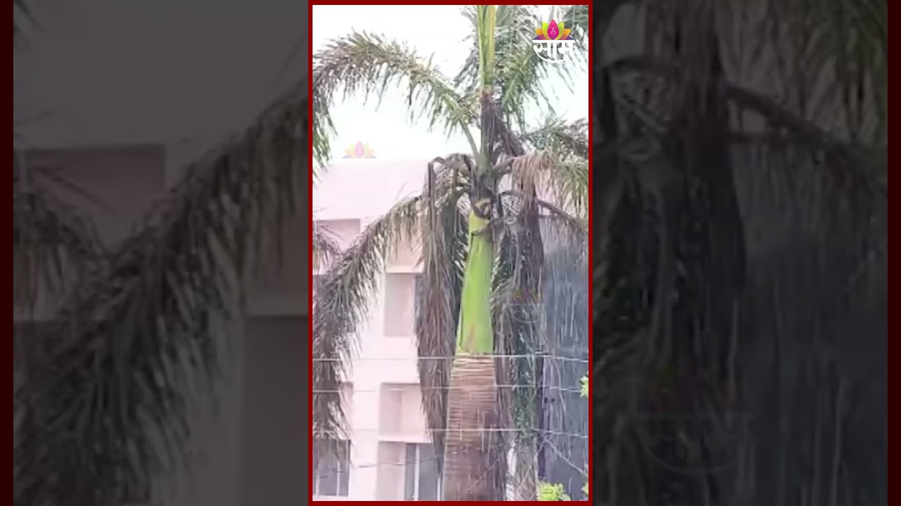 भंडाऱ्यात वादळी वाऱ्यासह पावसाची जोरदार हजेरी! | Bhandara Rain News