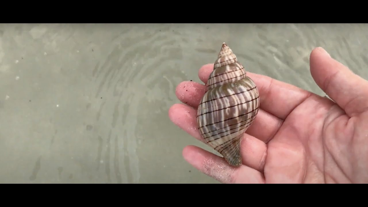 Episode 11: Digging in shell holes! 🐚