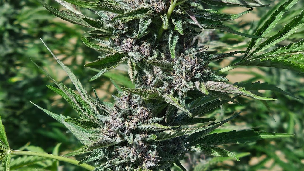 outdoor Marijuana grow. Harvest gelato 45 and o.g kush. update on garden.