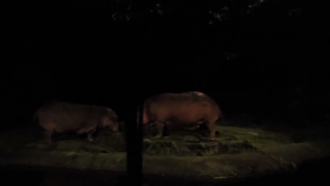 Mandai Wildlife Reserve萬態野生動物園 Night Safari 夜間動物園