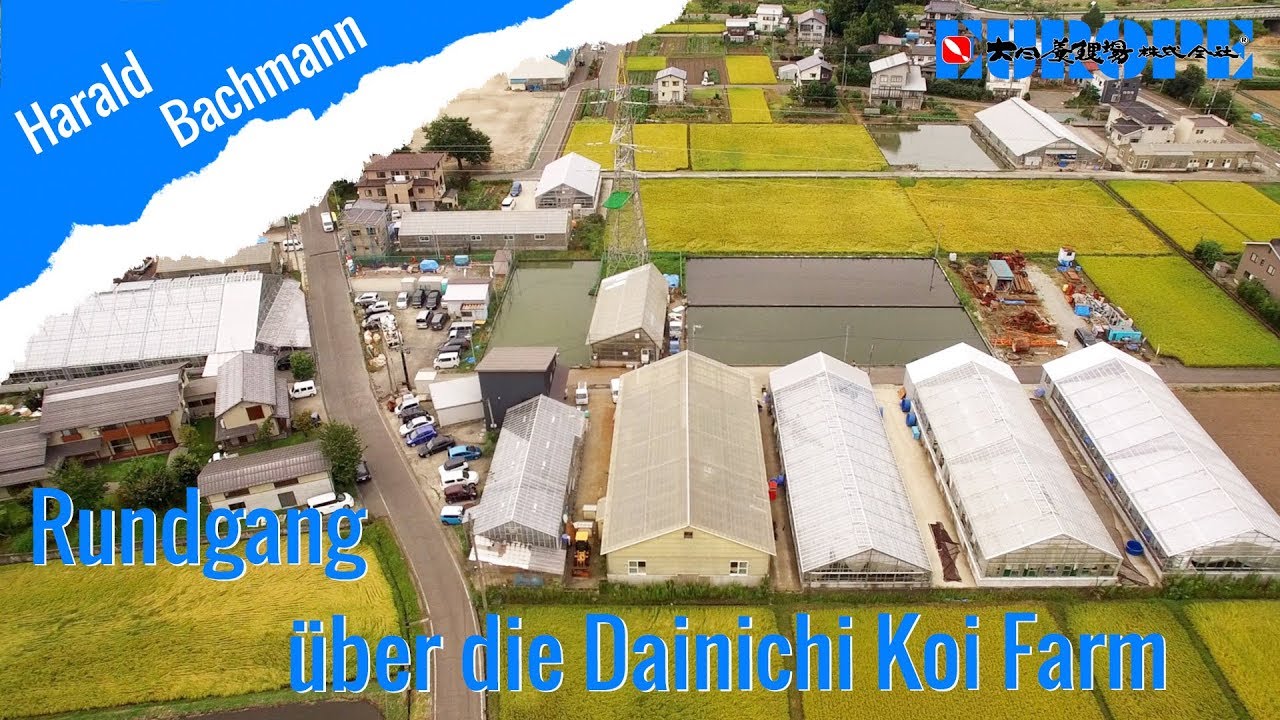 Rundgang über die Dainichi Koi Farm | Visiting the Dainichi Koi Farm [DEUTSCH]