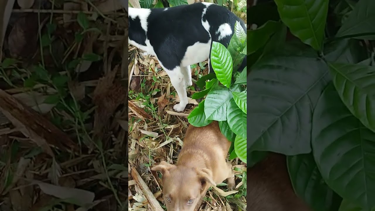 Anjing Kampung Mareng Di Bawah Rumpun Bambu