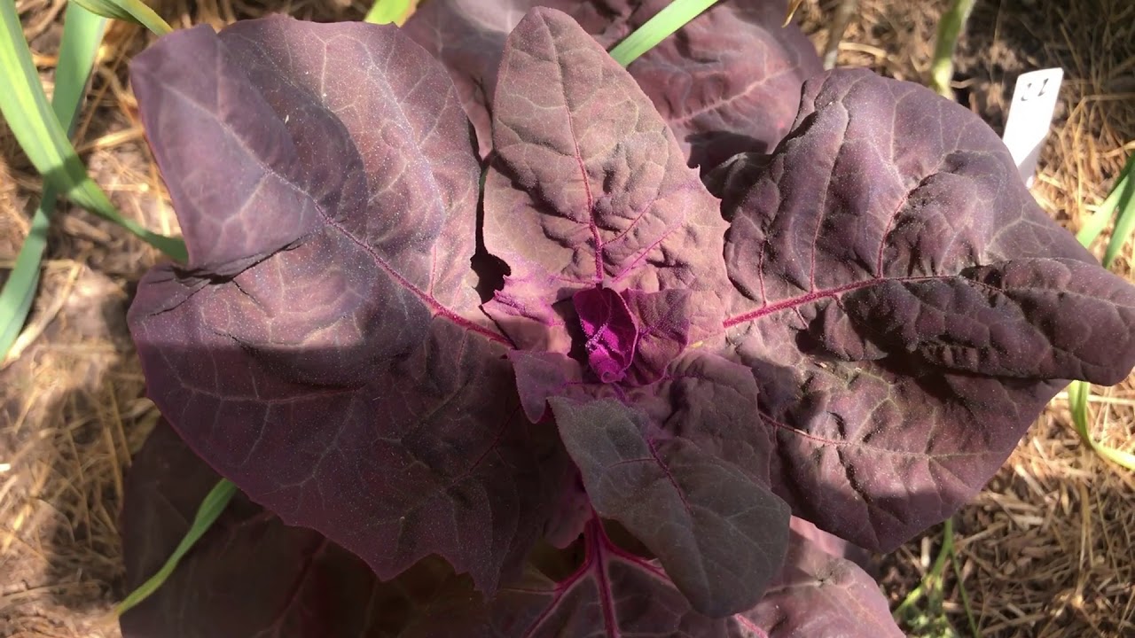 R&eacute;colte de L'arroche rouge et verte