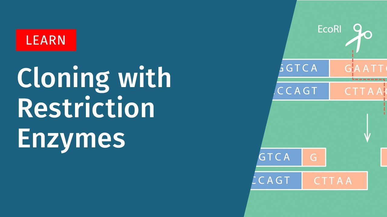 A Brief Look at Cloning with Restriction Enzymes