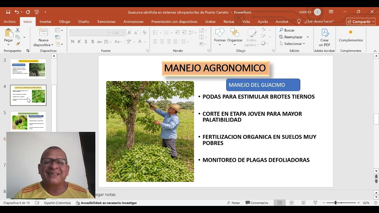 Especie arbórea para sistema silvopastoril