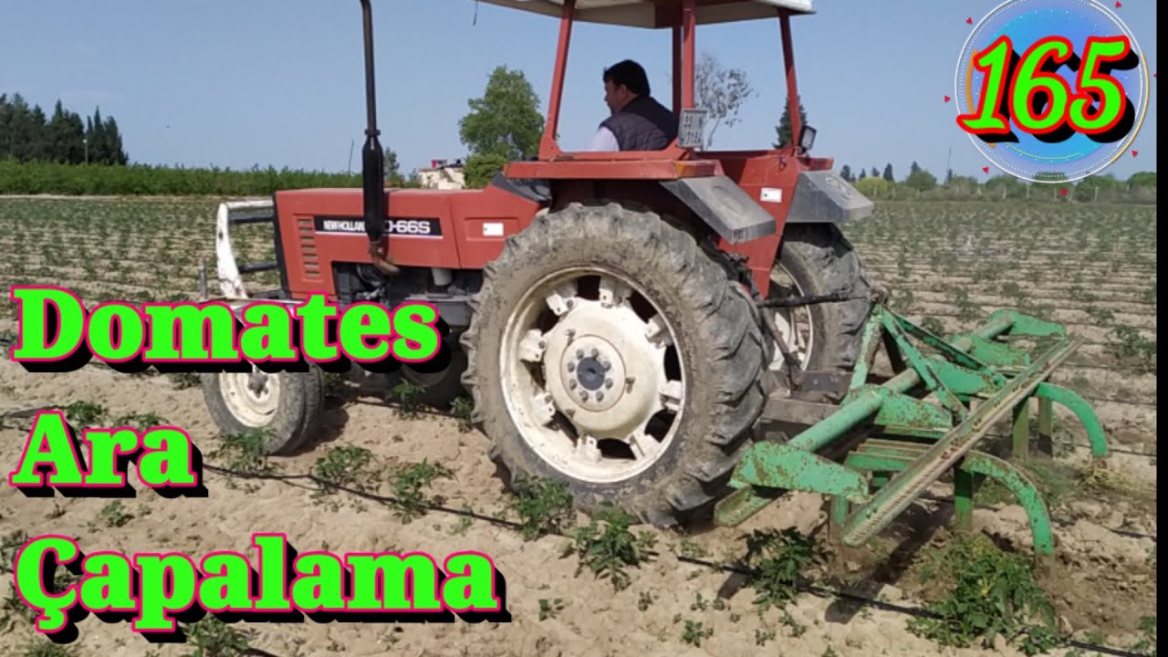 165 Domatesde ara çapalama işlemi. Domates yetiştiriciliği ekimi bakımı sulaması gübreleme ilaçlama